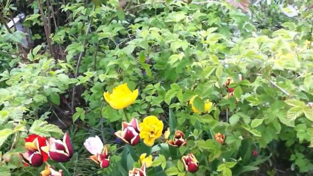 Tulipe 'Tulipa' double hâtive Les bulbes s'activent смотреть онлайн