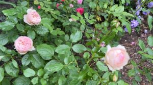 🌹 David Austin's Mill on the Floss Rose / 3rd Year / AUStulliver