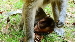 BUSTER Very tired get milk from mommy. Trying so hard baby.