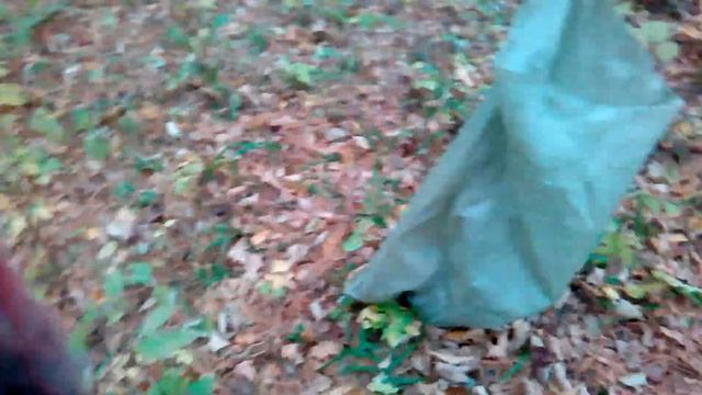 Кедровая шишка приморский край смотреть онлайн