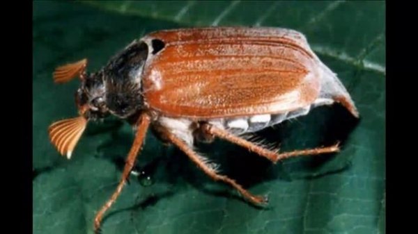 О чем рассказал майский жук? Was sagte chafer?