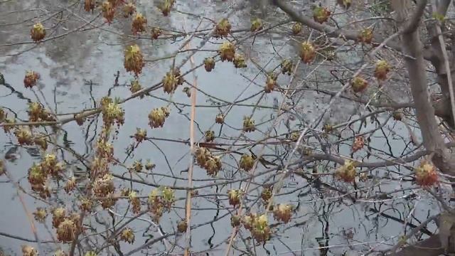 Пруд. смотреть онлайн