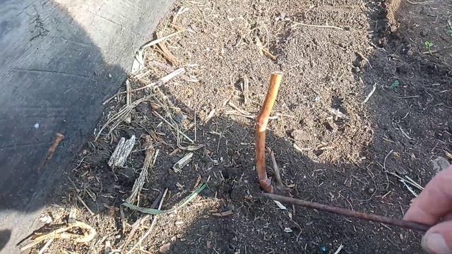 Как подготовить и обрезать виноград выращенного из косточки. смотреть онлайн