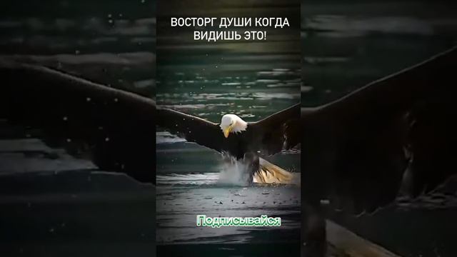 20-03-2024 Это нужно увидеть каждому . Восторг души!