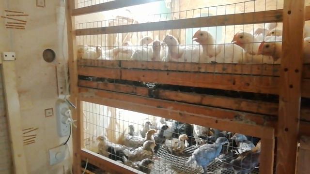 067 - Как сделать брудер. Размеры, конструкция.