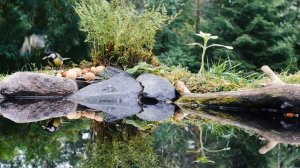 Природа. Живая Природа. Птицы, Белки,Животные. Пение Птиц. Звуки Леса