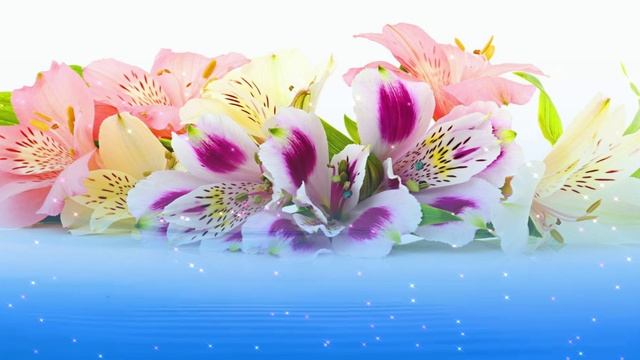 Футаж. Цветы над водой 14 смотреть онлайн