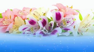 Футаж. Цветы над водой 14