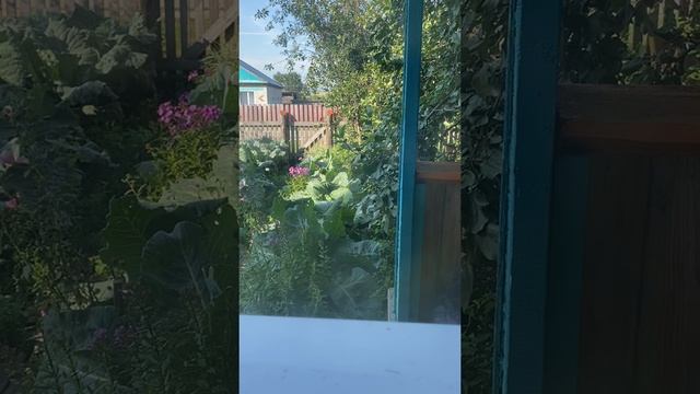 Читаем вместе: М.Зощенко «Золотые слова»/01.08.21 смотреть онлайн