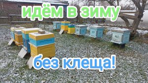 Результат обработки пчёл щавелевой кислотой.
