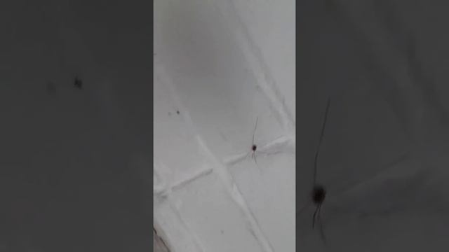 Страшный паук смотреть онлайн
