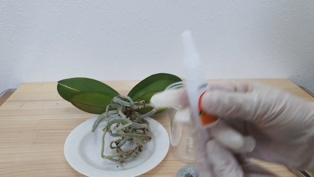 [SUb]일회용 커피컵 재활용 호접란 투명 화분 만들기. How to make phalaenopsis pot with disposable coffee cup. смотреть онлайн