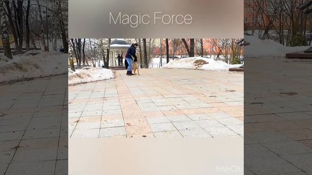 Щенок бульмастифа смотреть онлайн