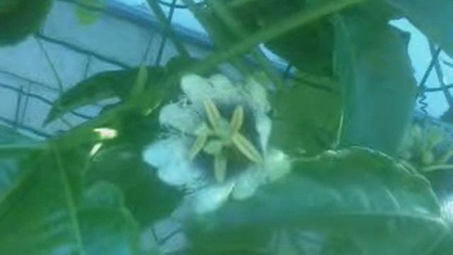 Пассифлора Эдулис (Passiflora edulis) смотреть онлайн