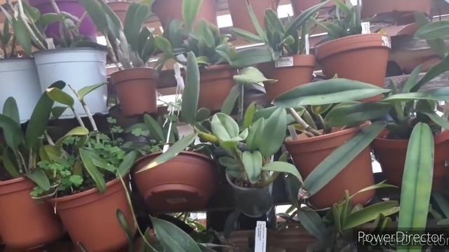 В гостях у Димы и его ОРХИДЕИ. смотреть онлайн