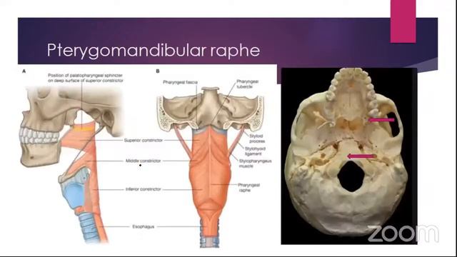 Ca Oropharynx Symposium смотреть онлайн