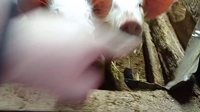 Хряк или боров? Баран кокетка! В гостях у сестры мужа смотреть онлайн