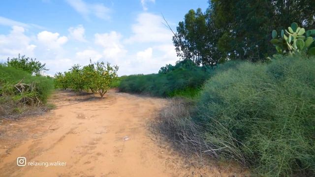 WOW, Blooming ISRAEL! Spring Wildflowers Enveloped the Whole Country смотреть онлайн