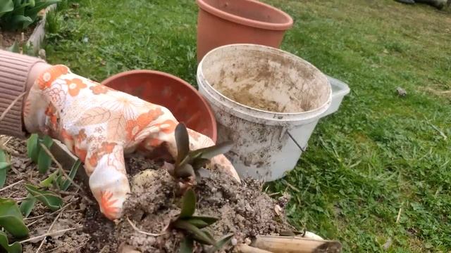 Пересадка ЛИЛИЙ весной для начинающих смотреть онлайн