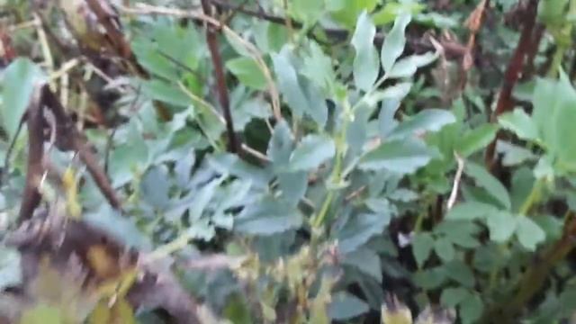 Чем удивили меня бобы 26 сентября. Второй урожай. смотреть онлайн