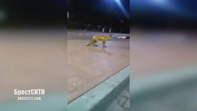 Водители кормят лису на погранпереходе Брест-Тересполь смотреть онлайн