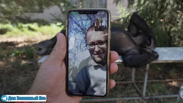 Q&A 6. Плавают ли обезьяны? В Тайгане тигрицы отказываются от детёнышей? Боня спит без подушки? смотреть онлайн