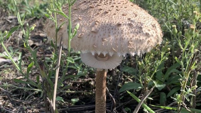 How to identify Parasol mushrooms, and how to cook Parasol mushroom (gluten free,vegan) смотреть онлайн