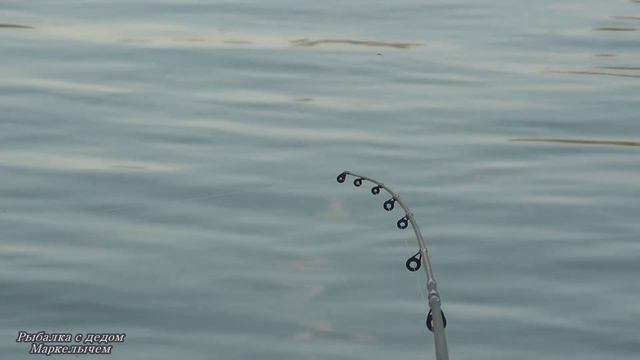 ЧУТЬ НЕ УТАЩИЛА УДОЧКУ. ТРОФЕИ КЛЮЮТ ВЕЧЕРОМ. Рыбалка на ГОРОХ, ПШЕНИЦУ и САЛО на ОКЕ. смотреть онлайн