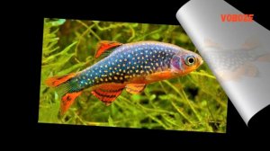 Микрорасбора Галактика разведение и содержание в аквариуме, совместимость