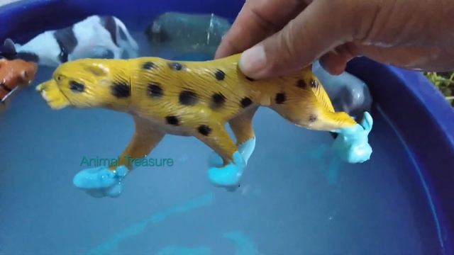 Membersihkan Hewan Sapi, Buaya, Angsa, Ayam, Gajah, Bebek, Ular, Anjing