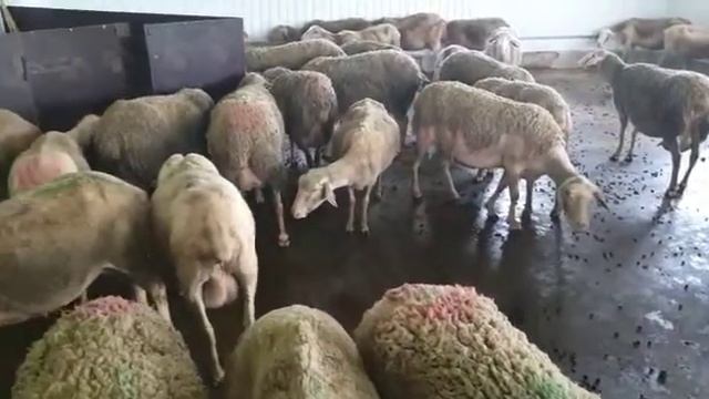 Доильный зал для молочных овец лакон смотреть онлайн