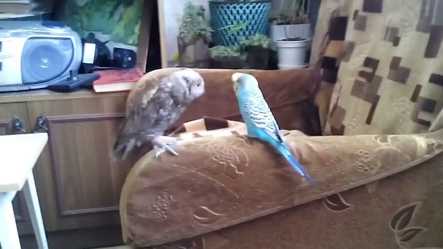 Сыч Кузя и попугай Петя смотреть онлайн