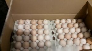 Яйцо Инкубационное Бройлер Кобб-500 Чехия.