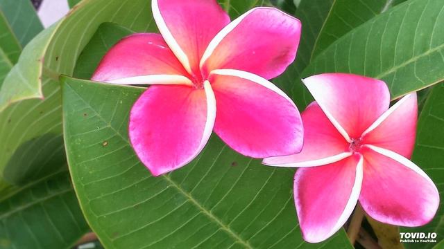 Plumeria in Texas смотреть онлайн