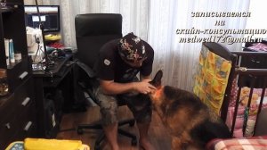 Как правильно одевать #электроошейник на собаку