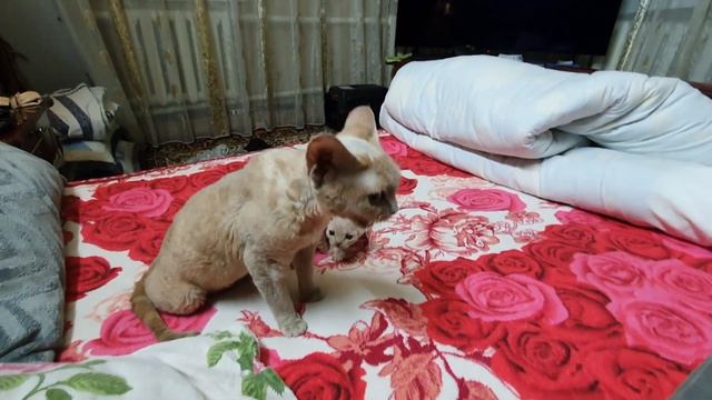 ДЕВОН РЕКС дети Ириски ,первые шаги ,Привет Мир🤗Devon Rex смотреть онлайн