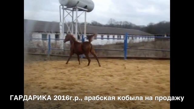 Продажа лошадей арабской породы, кобылка ГАРДАРИКА 2016г.р. смотреть онлайн