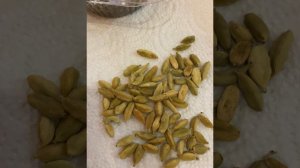 Посадка семян Кардамона в домашних условиях