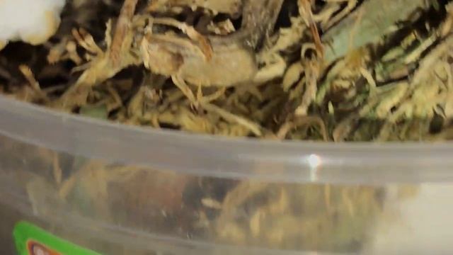 Орхидея Phalaenopsis Zhen Min Anaconda Blooming смотреть онлайн