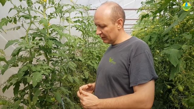 КЛАДОСПОРИОЗ НА ТОМАТАХ. МЕТОДЫ ЛЕЧЕНИЯ С БОЛЕЗНЬЮ (01-10-2018) смотреть онлайн