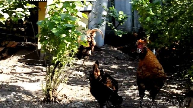 Pavlovskie chickens Павловская золотистая смотреть онлайн