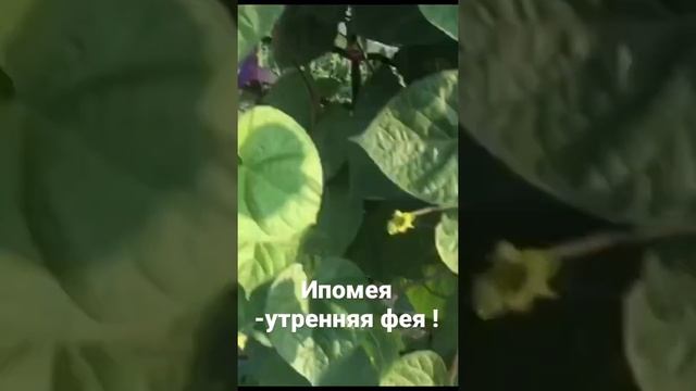Ипомея -утренняя фея ! смотреть онлайн