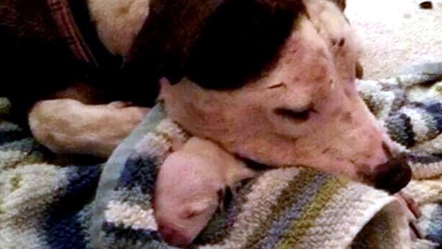 ЕЕ ПРОСТО ОСТАВИЛИ У ДВЕРЕЙ клиники. Но посмотрите, какой удивительный финал у этой истории смотреть онлайн