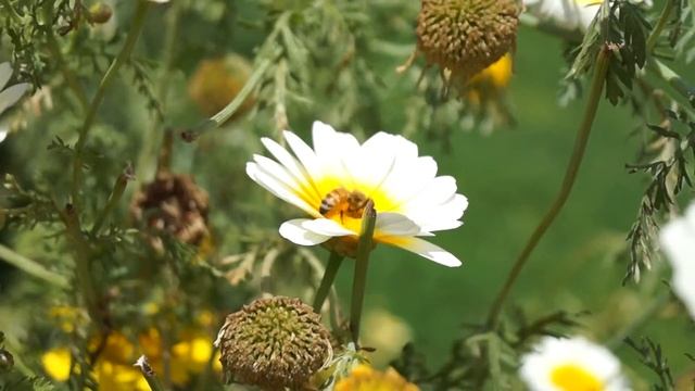 Bees through my lens Alpha 58 sample video смотреть онлайн