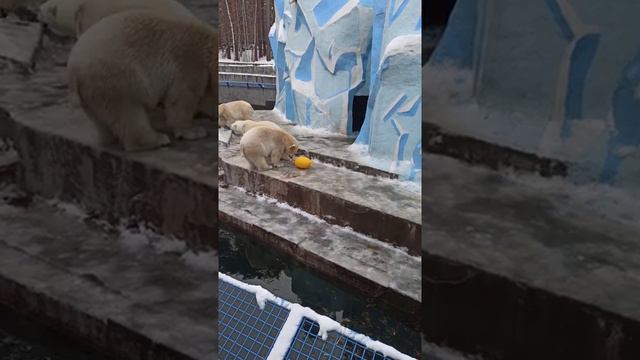 Новосибирский зоопарк. Белые медведи. смотреть онлайн