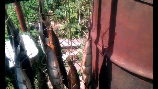 Копчение рыбы - это просто смотреть онлайн