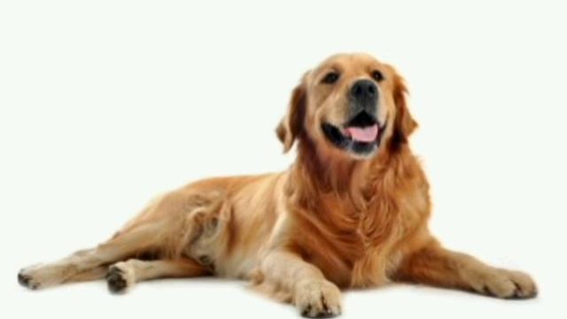 Лай злой собаки Злая собака Лай собаки