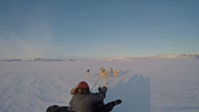 Hunting seals on dogsleds in Greenland with Inuits using nets смотреть онлайн