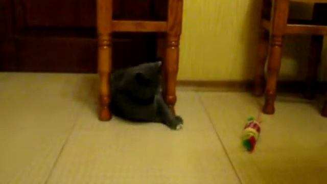 Кошка-игрунья смотреть онлайн