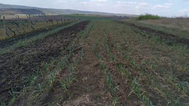 Где дожди!!! 24-25 Апреля разница в вегетации + подкормки. смотреть онлайн